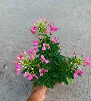 醉蝶花产地介绍，醉蝶花原产在哪里