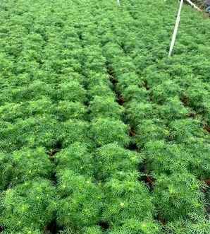 矮杆波斯菊什么时候开花，矮秆波斯菊怎么种