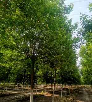 五角枫种植时间，泰安五角枫种植基地