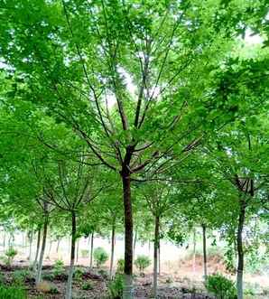 五角枫种植时间，泰安五角枫种植基地