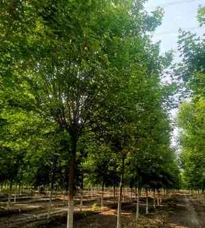 五角枫种植间距，五角枫种植最佳时间