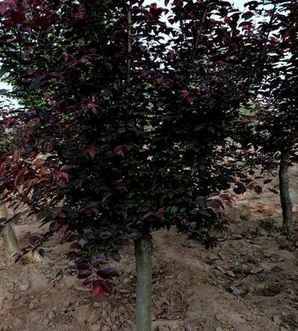 美人梅价格贵吗？，美人梅种植方法