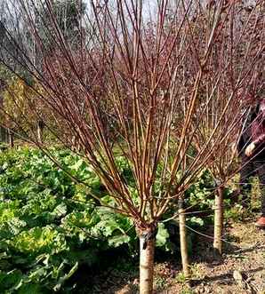 美人梅价格贵吗？，美人梅种植方法