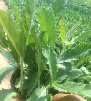 马鞭草是什么草花，马鞭草是什么？