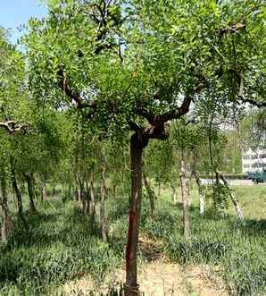 龙抓槐介绍，龙爪槐细节图