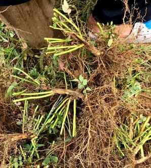 蔷薇花种子几天发芽出土，蔷薇花种子发芽后的图片