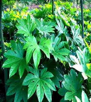 八角金盘适合家里养吗，八角金盘是阴性植物吗