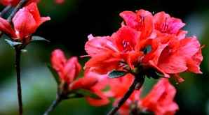 洋红杜鹃花花语是什么，杜鹃花花语，浪漫属于你
