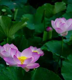 荷花批发基地批发价格，精品荷花苗批发厂家