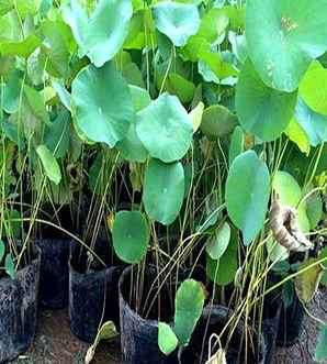 荷花批发基地批发价格，精品荷花苗批发厂家