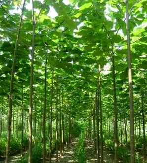种植梧桐树前景如何，梧桐树种植方法