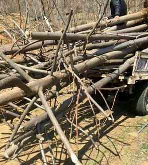 种植梧桐树前景如何，梧桐树种植方法