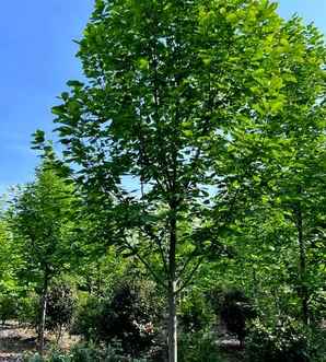 白玉兰哪个季节，上海白玉兰花开季节