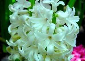 风信子花的特点及花语是什么，风信子花语是什么？有什么寓意？