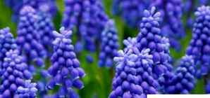 风信子花的特点及花语是什么，风信子花语是什么？有什么寓意？