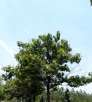 梧桐树花，梧桐树花开广场舞完整版