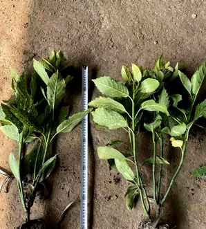 洒金珊瑚是什么植物？，洒金珊瑚生长高度