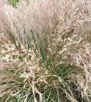 芒草那里大量批发，芒草价格报价表