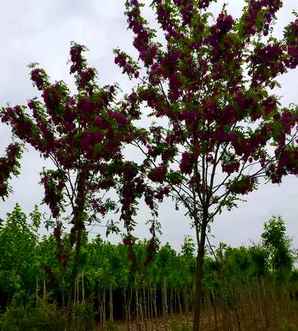 香花槐多少钱一棵？，香花槐哪家有卖多少钱一棵