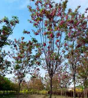 香花槐多少钱一棵？，香花槐哪家有卖多少钱一棵