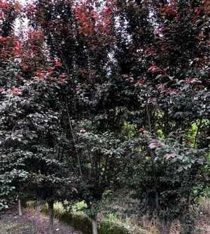 紫叶李核可以种植吗，紫叶李种植地区