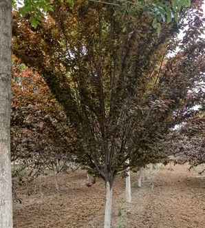 紫叶李核可以种植吗，紫叶李种植地区