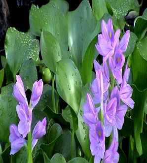 水葫芦凤眼莲功能，凤眼莲是水葫芦吗