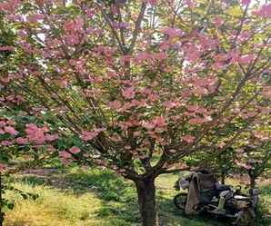 阳光樱花报价，10公分阳光樱花价格