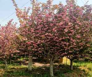 阳光樱花小苗价格，1公分樱花小苗装车