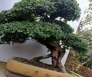 雀梅盆景产地在哪里啊，雀梅盆景冬天怎么养护