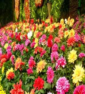 矮大丽花价格，矮大丽花价格
