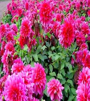 矮大丽花价格，矮大丽花价格