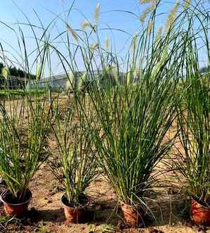 狼尾草能在家里种吗，狼尾草可以种植在水里吗