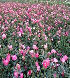 丰花月季的花期，丰花月季的花期有多久