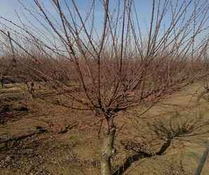 河北红叶碧桃苗木价格，红叶碧桃批发种植基地