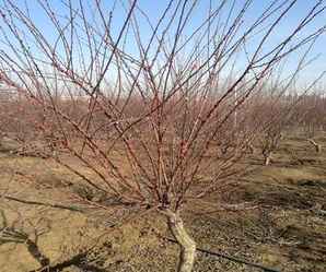 河北红叶碧桃苗木价格，红叶碧桃批发种植基地