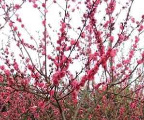河北红叶碧桃苗木价格，红叶碧桃批发种植基地