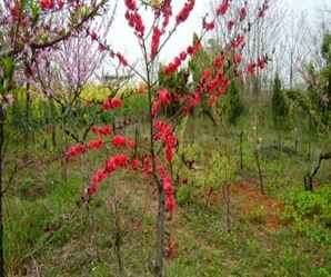 河北红叶碧桃苗木价格，红叶碧桃批发种植基地