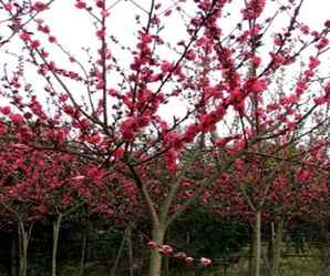 河北红叶碧桃苗木价格，红叶碧桃批发种植基地