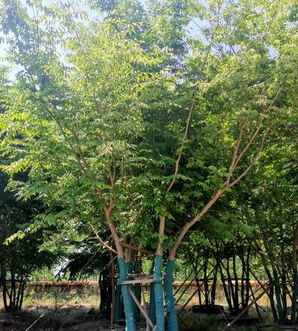 种植榉树的前景怎么样，丛生榉树的种植前景