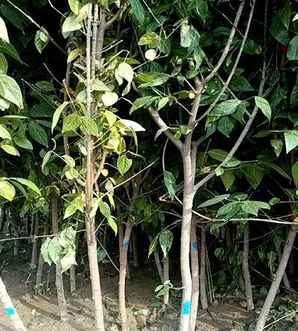 小艾腊梅鲜花基地，腊梅基地在哪里