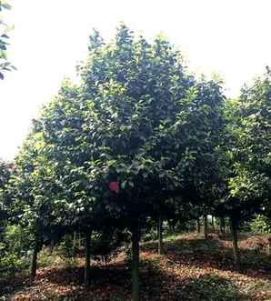 茶花树可以种在院子里嘛，茶花树种在院子哪个位置好