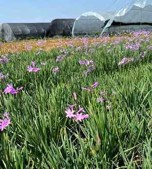 浙江紫娇花基地，紫娇花种植基地在哪里