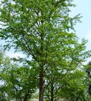 建善寺银杏季节，银杏哪个季节