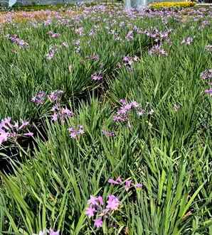 浙江紫娇花基地，紫娇花种植基地在哪里