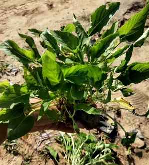 野生紫花地丁产地，紫花地丁产地具体位置