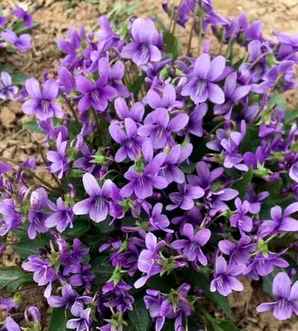 野生紫花地丁产地，紫花地丁产地具体位置