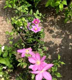 铁线莲发芽后埋芽点，铁线莲种子多久发芽