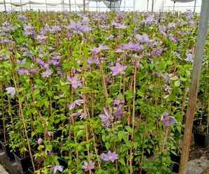 铁线莲发芽后埋芽点，铁线莲种子多久发芽