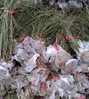 迎春花可以用红土养殖吗，迎春花的养殖方法和注意事项
